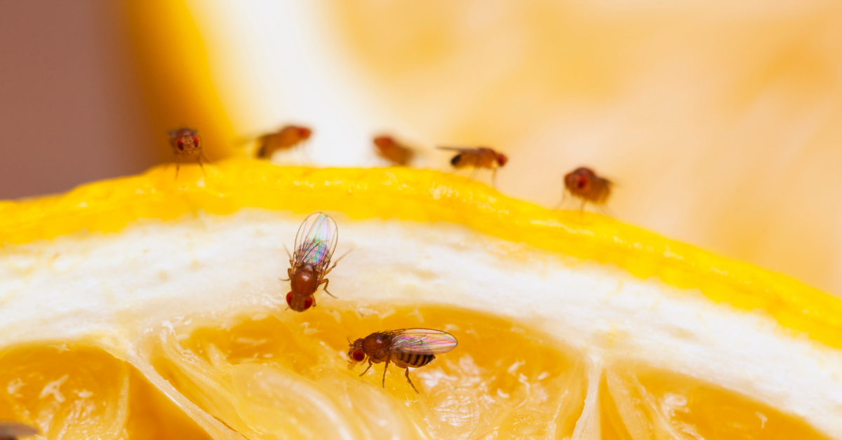 close up of an orange with fruit flies all over it