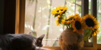 Kitty relaxing by a sunny window in a fresh clean home.