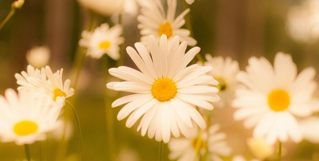 gorgeous flowers on a beautiful spring day