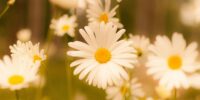 gorgeous flowers on a beautiful spring day