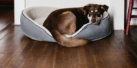 cute dog in his dog bed