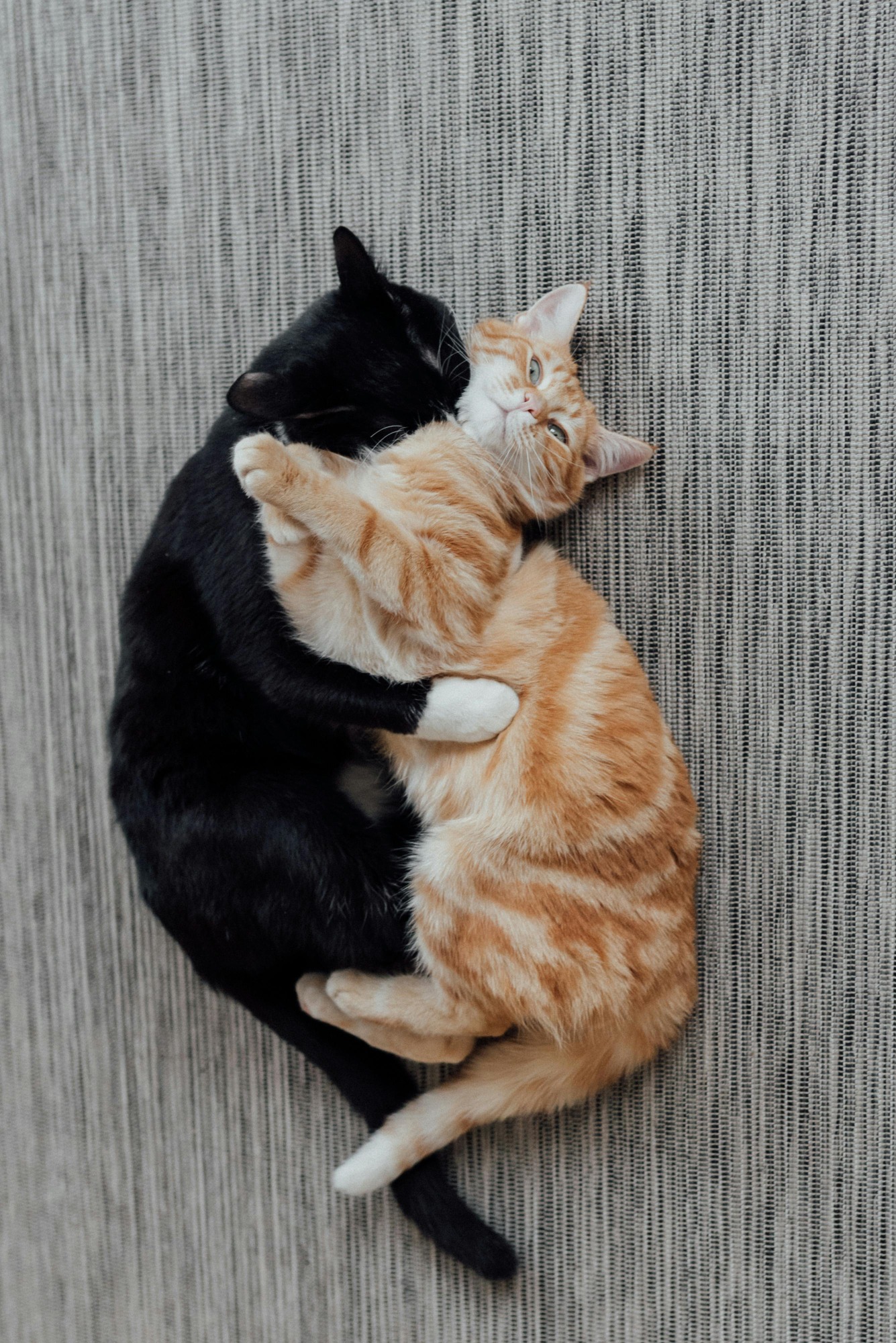 cute kitties hugging on a clean floor, black cat and orange cat