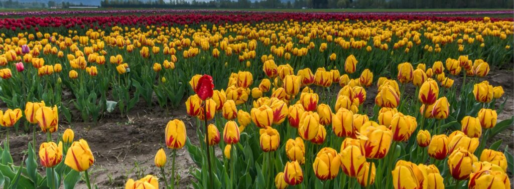 Springtime in Ontario